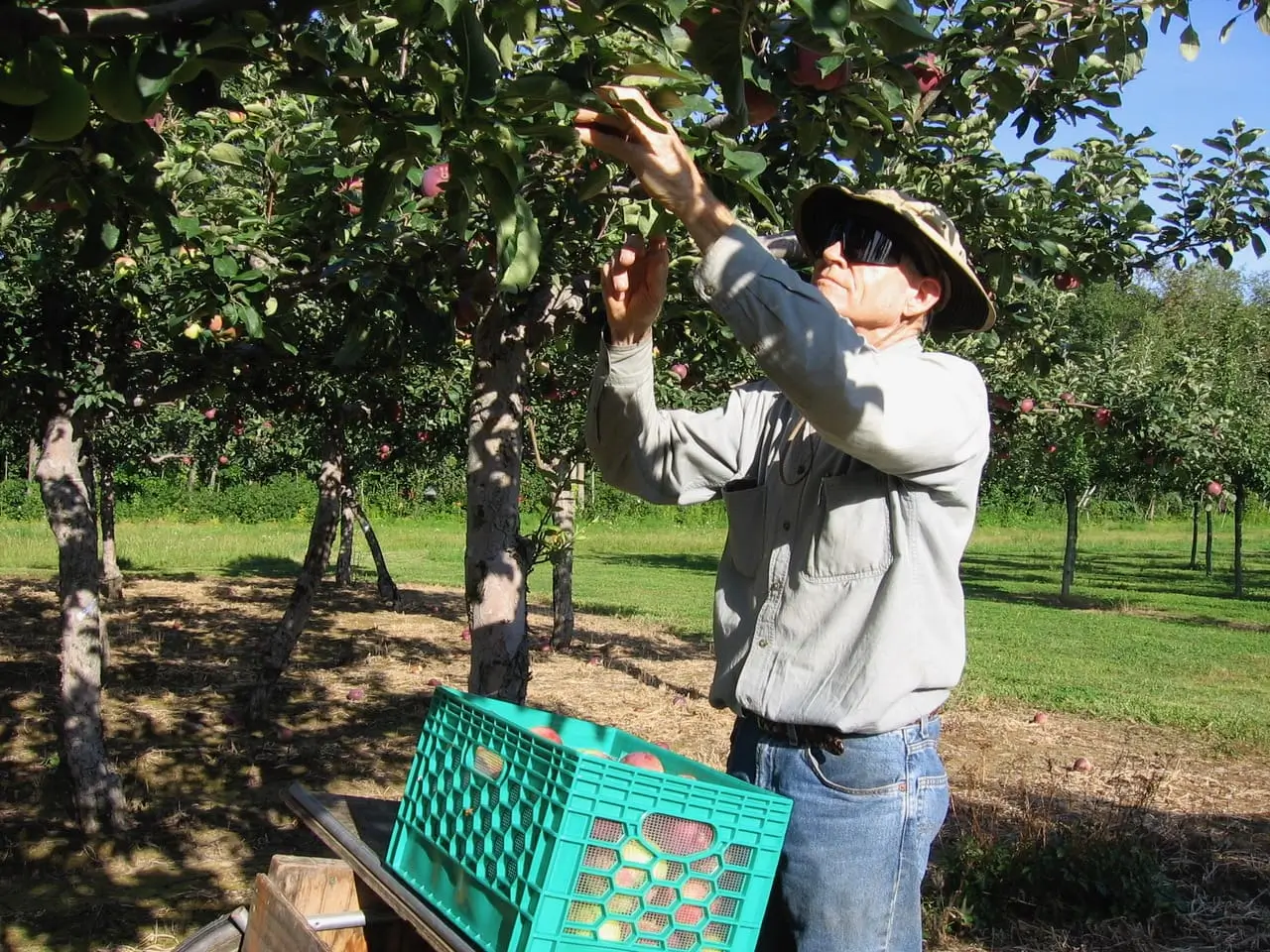 Person harvesting apples from a tree in an orchard.