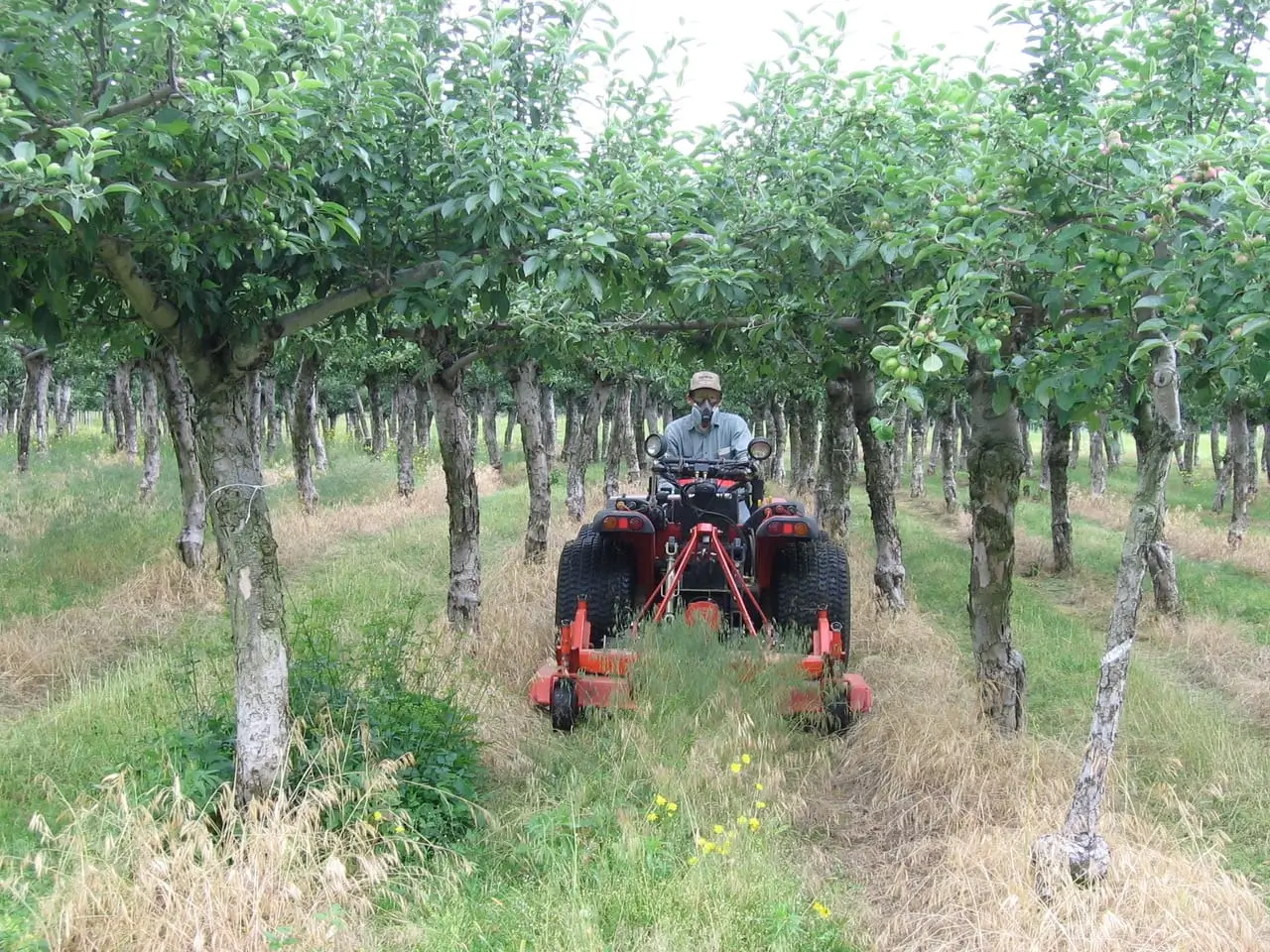 Tractor working between rows of fruit trees in an orchard.